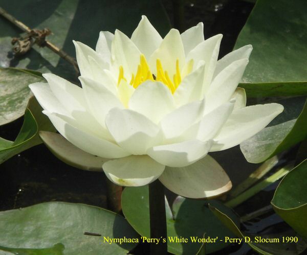 Nymphaea 'White Wonder'